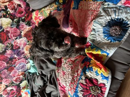 Zauberhaftes Bolonka zwetna Mädchen (1Jahr) Du liebevoller. Zuhause m Kuschelgarantie