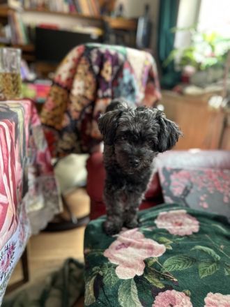 Zauberhaftes Bolonka zwetna Mädchen (1Jahr) Du liebevoller. Zuhause m Kuschelgarantie