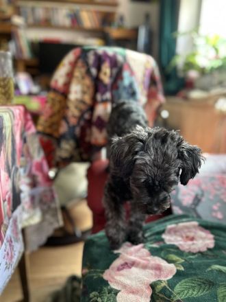 Zauberhaftes Bolonka zwetna Mädchen (1Jahr) Du liebevoller. Zuhause m Kuschelgarantie