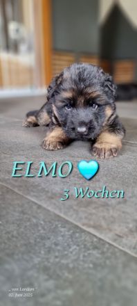 Altdeutscher Schäferhund / Deutsche Schäferhund Langstockhaar - Welpen