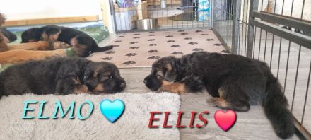 Altdeutscher Schäferhund / Deutsche Schäferhund Langstockhaar - Welpen