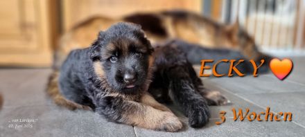 Altdeutscher Schäferhund / Deutsche Schäferhund Langstockhaar - Welpen