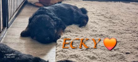 Altdeutscher Schäferhund / Deutsche Schäferhund Langstockhaar - Welpen