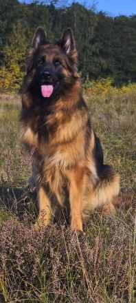 Altdeutscher Schäferhund / Deutsche Schäferhund Langstockhaar - Welpen