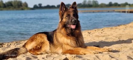 Altdeutscher Schäferhund / Deutsche Schäferhund Langstockhaar - Welpen