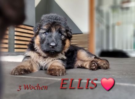 Altdeutscher Schäferhund / Deutsche Schäferhund Langstockhaar - Welpen