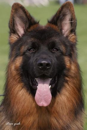 Altdeutscher Schäferhund / Deutsche Schäferhund Langstockhaar - Welpen