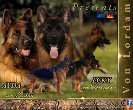 Altdeutscher Schäferhund / Deutsche Schäferhund Langstockhaar - Welpen