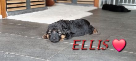 Altdeutscher Schäferhund / Deutsche Schäferhund Langstockhaar - Welpen