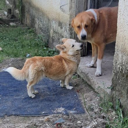 Hündin Alice / kastriert / derzeit noch in Griechenland