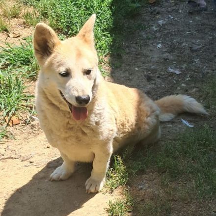 Hündin Alice / kastriert / derzeit noch in Griechenland