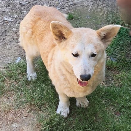 Hündin Alice / kastriert / derzeit noch in Griechenland