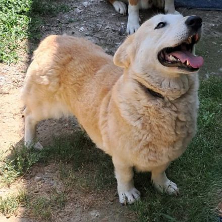 Hündin Alice / kastriert / derzeit noch in Griechenland