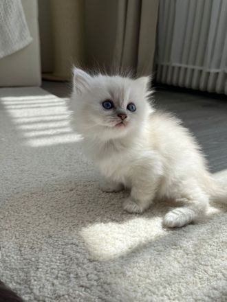 Wunderschöne BLH Kitten suchen für Ende Juni ein zu Hause