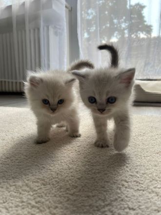 Wunderschöne BLH Kitten suchen für Ende Juni ein zu Hause