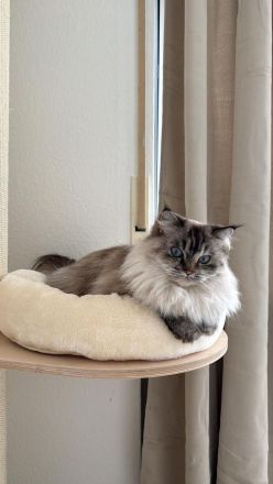 Wunderschöne BLH Kitten suchen für Ende Juni ein zu Hause