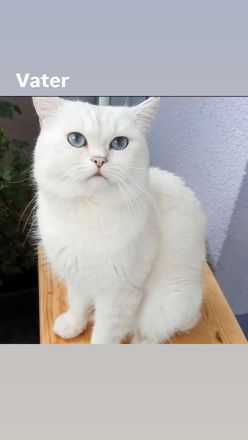 Wunderschöne BLH Kitten suchen für Ende Juni ein zu Hause