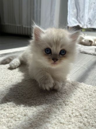 Wunderschöne BLH Kitten suchen für Ende Juni ein zu Hause