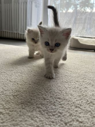 Wunderschöne BLH Kitten suchen für Ende Juni ein zu Hause