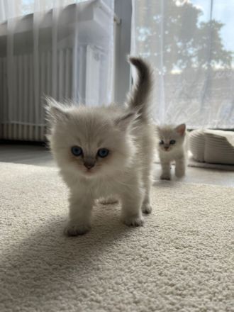 Wunderschöne BLH Kitten suchen für Ende Juni ein zu Hause
