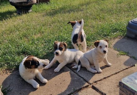 Jack Russell Terrier Welpen