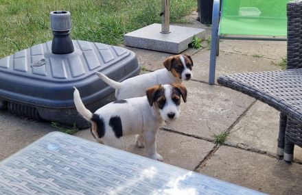 Jack Russell Terrier Welpen