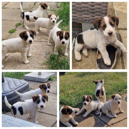 Jack Russell Terrier Welpen