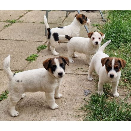 Jack Russell Terrier Welpen