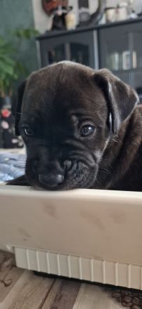 Cane Corso mix