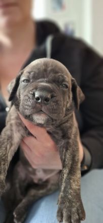 Cane Corso mix