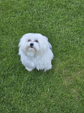 Mini malteser Deckrüde