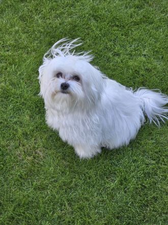 Mini malteser Deckrüde