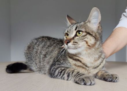 Die gutmütige Campana wartet auf ein liebevolles Zuhause