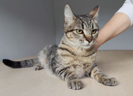 Die gutmütige Campana wartet auf ein liebevolles Zuhause