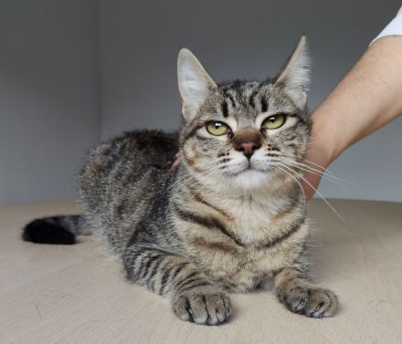 Die gutmütige Campana wartet auf ein liebevolles Zuhause