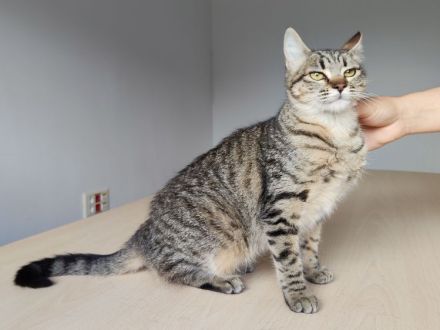 Die gutmütige Campana wartet auf ein liebevolles Zuhause