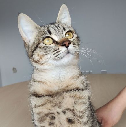 Die gutmütige Campana wartet auf ein liebevolles Zuhause