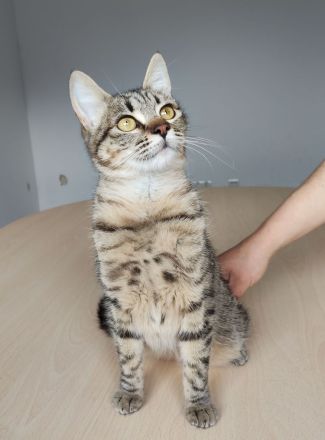 Die gutmütige Campana wartet auf ein liebevolles Zuhause