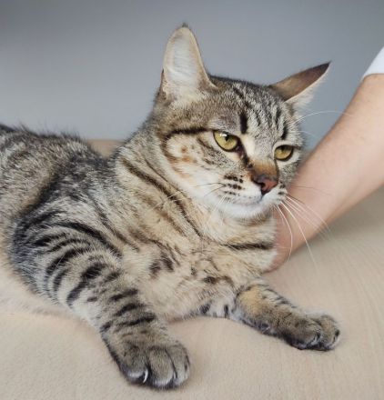 Die gutmütige Campana wartet auf ein liebevolles Zuhause