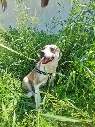 Bobby, lieb und menschenbezogen