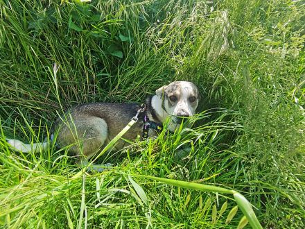 Bobby, lieb und menschenbezogen