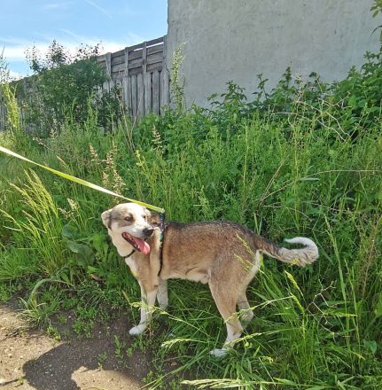 Bobby, lieb und menschenbezogen