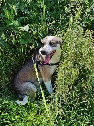 Bobby, lieb und menschenbezogen