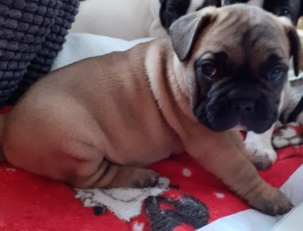 Hübsche gesunde Französische Bullywelpen