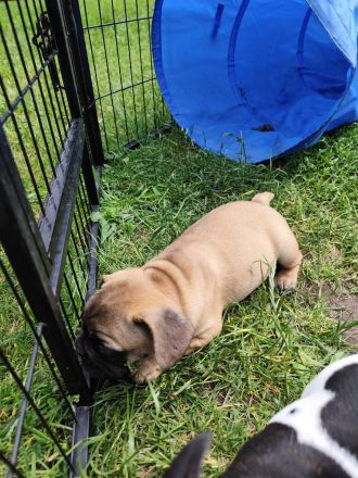 Hübsche gesunde Französische Bullywelpen