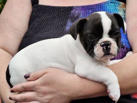 Hübsche gesunde Französische Bullywelpen