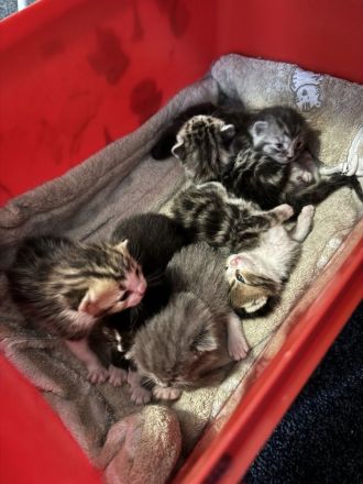 Britische Kurz Haar Baby Katze zu verkaufen