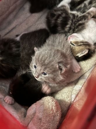 Britische Kurz Haar Baby Katze zu verkaufen