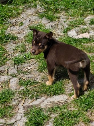 Working Kelpie Welpen