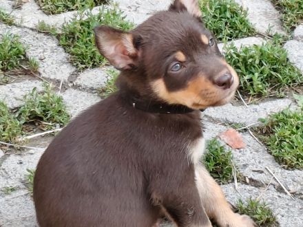 Working Kelpie Welpen